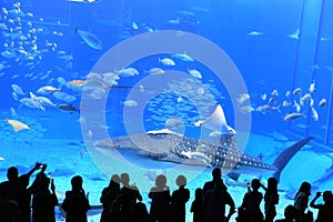 Okinawa Aquarium