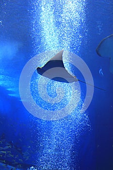 Okinawa Aquarium