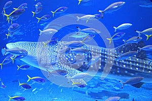 Okinawa Aquarium