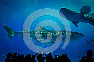 Okinawa Churaumi Aquarium in Japan