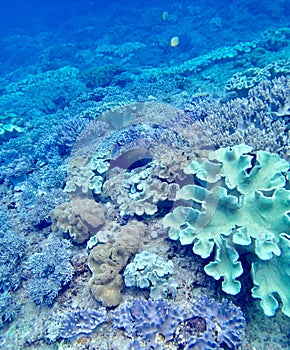 Okaniwa island scuba diving underwater view coral reef