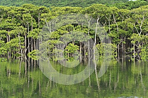 Mangrove forest in the morning on Maira river in Iriomote island, Okinawa, Japan