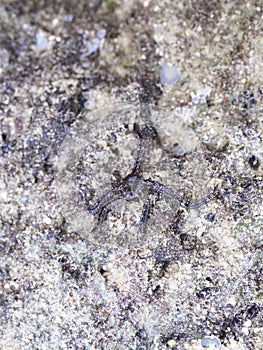 Closeup of brittle star or Ophiurida at Shimojishima island, Okinawa, Japan