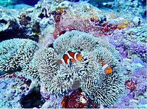 Okinawa sea underwater diving 2 clown fish coral