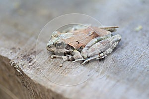 Okinawa tip-nosed frog (Odorrana narina) in Japan