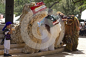 Okinawan Lion Dancers