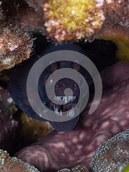 Okinawan snake moray, Scuticaria okinawae. Scuba diving in North Sulawesi, Indonesia