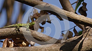 Okinawan Tree Lizard Crawling on a Branch.