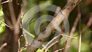 Okinawan Tree Lizard Leaping From a Tree.