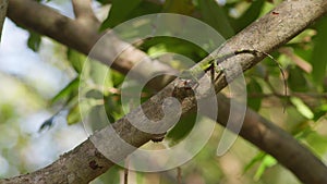 Okinawan Tree Lizard Running Along a Branch.