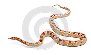 Okkeetee albinos reverse Corn Snake or Red Rat