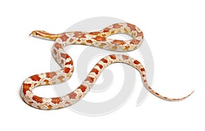 Okkeetee albinos reverse Corn Snake or Red Rat Snake, Pantherophis guttatus