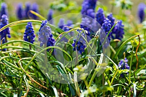 Oklahoma Bluebells