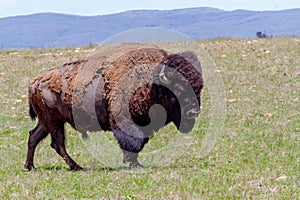 Oklahoma Buffalo, or American Bison.