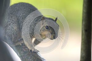 Oklahoma City Squirrel on a tree branch