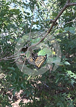 Oklahoma Monarchs