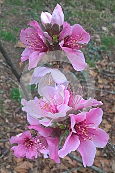 Oklahoma Peach Blossoms photo