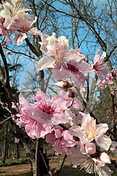 Oklahoma Peach Blossoms photo