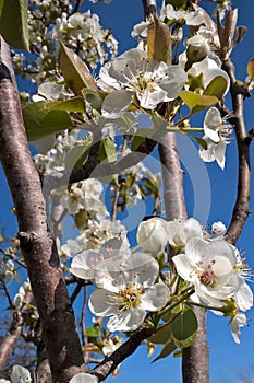 Oklahoma Pear Blossoms photo