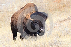 Oklahoma plains buffalo