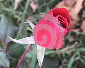 Oklahoma Red Rosebud