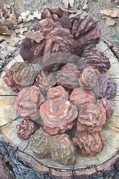 Oklahoma Rose Rocks