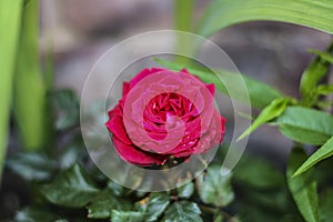 An Oklahoma Rose Rosa Oklahoma