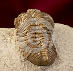 Oklahoma Trilobite.