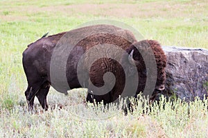 Oklahoman Bison