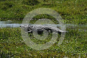 Okovango Delta Crocodile photo