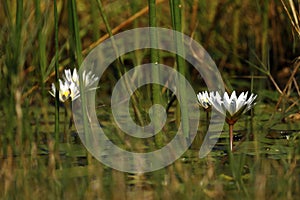 Okovango Delta Water Lilies photo