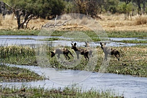 Okovango Delta Wild Dogs