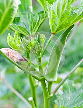 Okra photo