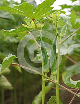 Okra photo