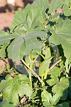 Okra (Abelmoschus esculentus)