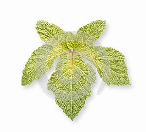 Okra,Abelmoschus Esculentus leaf isolated on white background