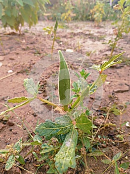 Okra Abelmoschus esculentus plant in the garden