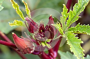 Okra Bloom and Green Leaves photo