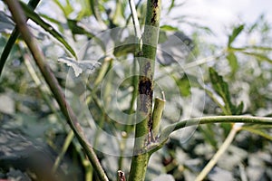 Okra disease, stem blight disease