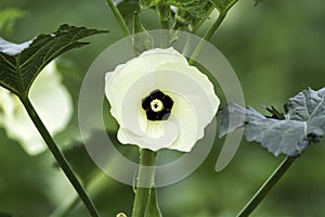 Okra flower, day, isolated on plant with few leaves, white petals with black centre and pale yellow stemen