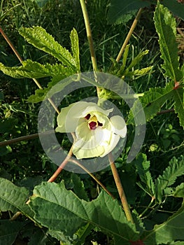 The Okra flower has yellow petals and red pistils.