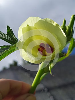 A Okra flower photographed against the sky. Una flor de molondrÃÂ³n fotografiada contra el cielo photo