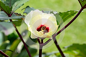 Okra Flower on the Plant photo