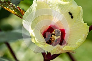 Okra Flower and Pollinating Insects photo