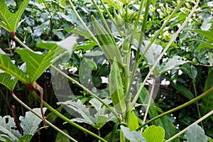 Okra Gumbo, Ladyâ€™s finger on tree