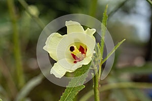 Okra or ladies finger yellow flower