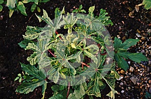 Okra or ladies fingers, fruiting vegetable