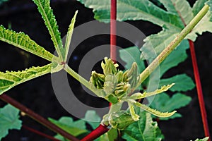 Okra or ladies` fingers plant