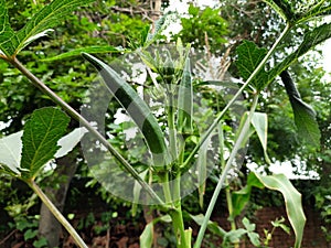 Okra or lady fingers plant in home garden.