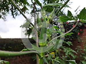 Okra or lady fingers plant in home garden.